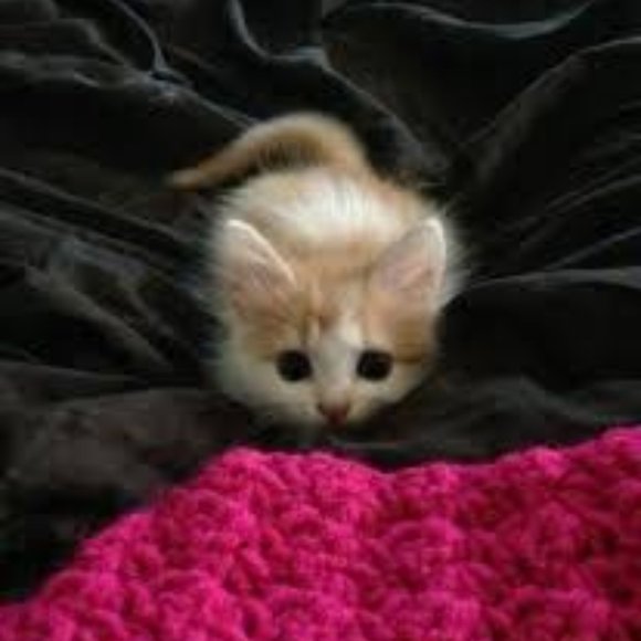 Meet your Posher, Angle - Picture 7 of 13